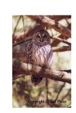 Barred Owl 14.jpg