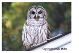 Barred Owl 15.jpg