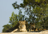 reserve_africaine