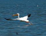 Pelican Takeoff.jpg