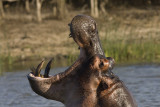 hippopotamus (Hippopotamus amphibius)