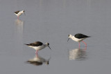 Styltlpare (Himantopus himantopus) Black-winged Stilt