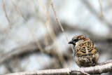 Sigma 70-200mm 2.8 with Sigma 2x TC on A900