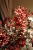 DSC05119a.jpg