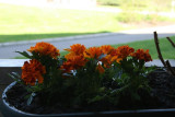 Tagetes