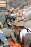 How many people do it take to wrestle a drugged Elk?