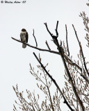 Redtail Hawk