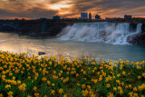 Dawn and daffodils at Niagara Falls