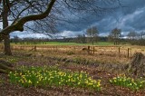 Fence and daffodils, Mottisfont