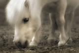 White Shetland at Kingston Maurwood