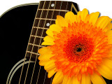 Takamine and gerbera