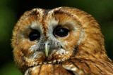Tawny owl, Bossington