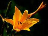 Yellow lily, Barrington