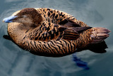 Brown duck, Slimbridge