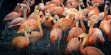 Flamingoes, Slimbridge