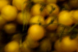Fruits