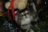 10/12/07 - Pistou chasse