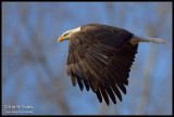 Bald Eagle over the Minnesota River