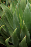 agave