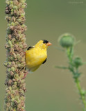 _NW84902 Goldfinch on Commom Mullen.jpg