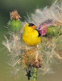 _NW85112 Goldfinch  in Thistle Vertical Image