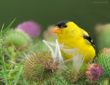_NW85439 Male Goldfinch on Thistle.jpg