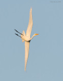 _NW86624 Great Egret Aerial Manuevers at Sunset.jpg