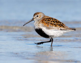 NW84450 Dunlin Spring Migrant at Point.jpg