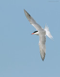 NW87636 Common Tern in Flight.jpg