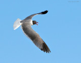 _NW80844 Laughing Gull.jpg