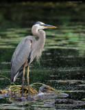 _NW80939 Great Blue Heron.jpg