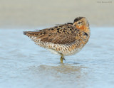 _NW81310 Dowitcher at Rest Spring Migration.jpg