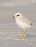 _NW81434 Piping Plover Chick at Goldenrod.jpg