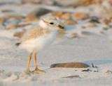 _NW81482 Piping Plover Chick at Goldenrod.jpg