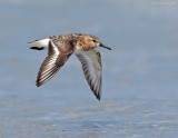 _NW83199 Sanderling in Flight.jpg