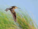 _NW83335 Dowitcher Against Dune Grasses ~ Southbound Migration.jpg