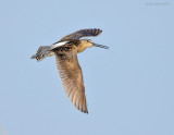_NW83336 Dowitcher In Flight ~ Southbound Migration.jpg