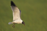 _NW83470 Laughing Gull Coming To Nest.jpg