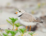 _NW86073 Piping Plover.jpg
