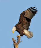 _NW06786 Male Bald Eagle On Nest Tree