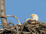 _NW09753 female Bald Eagle Chick Feeding Evidence