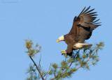 _NW09765 Bald eagle Returning Home