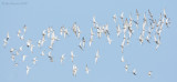 _NW00326 Returning Terns