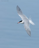 _NW00485 Common Tern Dorsal View