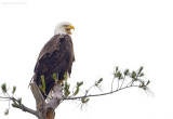 _NW05681 Bald Eagle Female Backlit