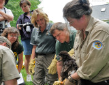 _NW05887 Bald Eagle Chick During Banding