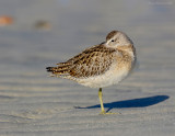 _JFF0606 Dowitcher Resting Grey Sand.jpg