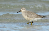 red_knots