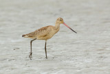 _JFF9334 Marbled Godwit on Sand Flat.jpg