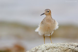 buff_breasted_sandpipers